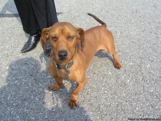 Dachshund in Need of Good Home