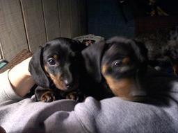 Dachshund Puppies - Price: $250-$300