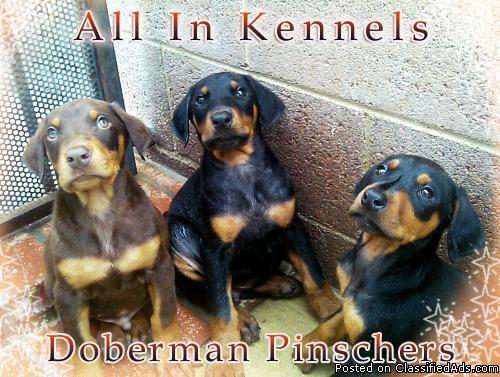 Doberman Pinscher Puppies (Los Angeles) - Price: 600.00