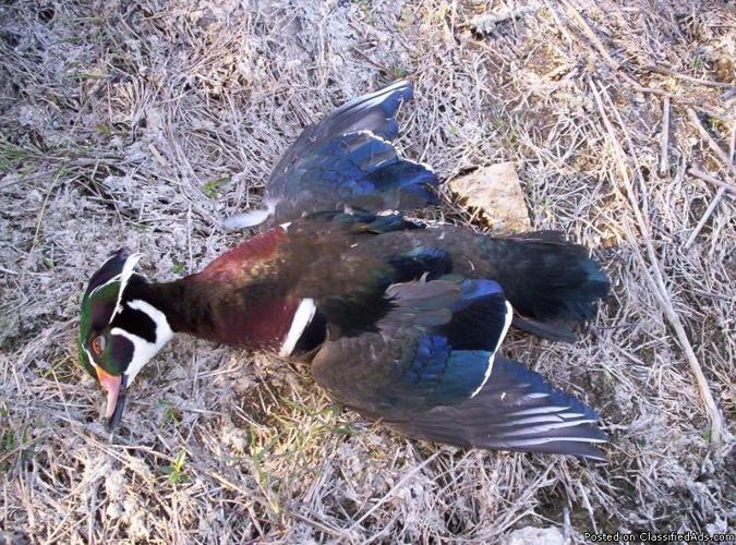DUCK HUNTING IN MIDLAND COUNTY - Price: $175.00/day