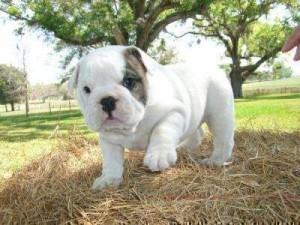 English Bulldog puppies ready for adoption Text me via 801-845-7389 - Price: 500
