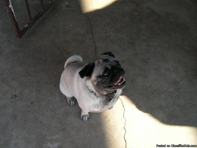Female 100% Chinese Pug Needs a good home - Price: $200