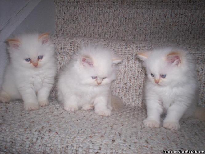 FLAME POINT HIMALAYAN KITTENS - Price: 375.00