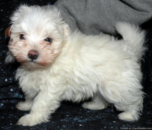 Fluffy Maltese Puppy
