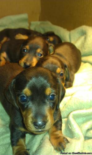 FOR SALE: CKC Mini Dachshund Puppies (Dapple) - Price: 200.00