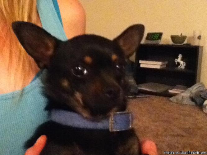 Found: Black Chihuahua young female with tan points