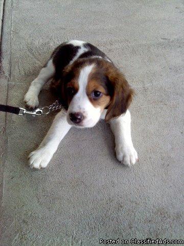 free beagle dog