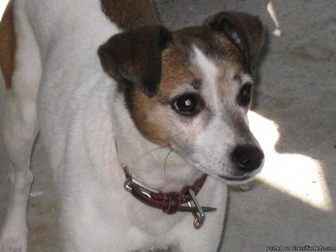 Free Jack Russell to good home - Price: $0