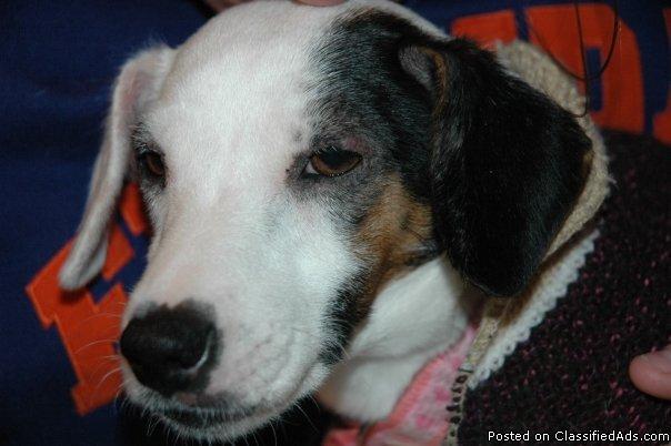 Free Pure-bred Jack Russell to Good Home