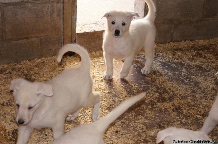german shepherd pups,snow white - Price: 600.00