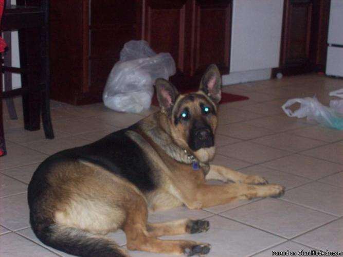 German Shepherds Fully Trained Security & personal Protectio Dogs - Price: 600.00