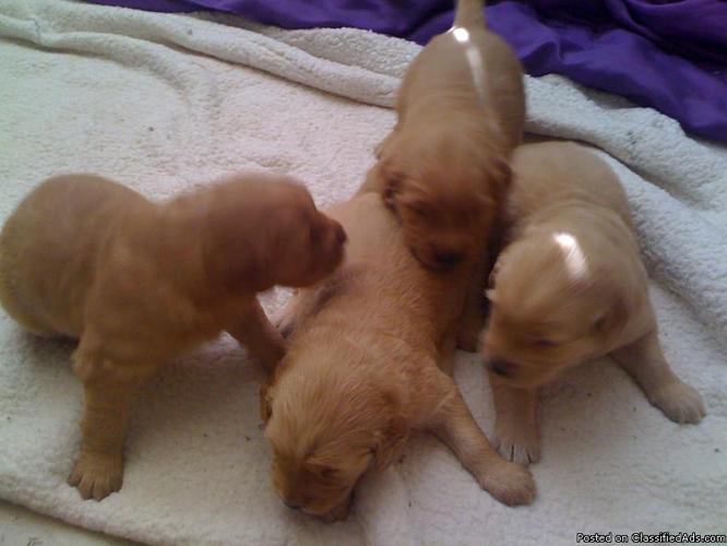 golden retriever puppies for sale - Price: $250