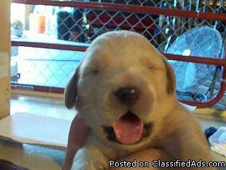 Golden Retriever Puppies....priceless!! - Price: $450-$650