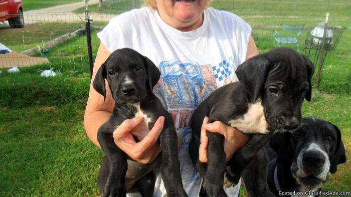 Great Dane Puppies/mantles - Price: $250 each