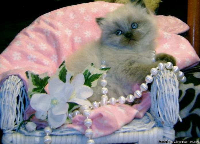 Himalayan Kitten For Sale - Price: 750.00