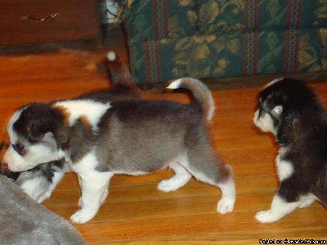 Just in time for Christmas Purebred Siberian Husky Pups! - Price: $400.00