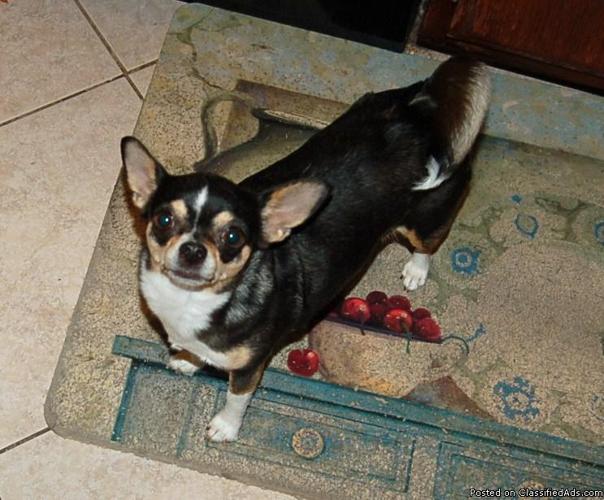 Lost black,tan Chihuahua female with white markings