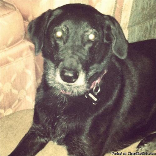 LOST DOG: Mollie, Black Labrador