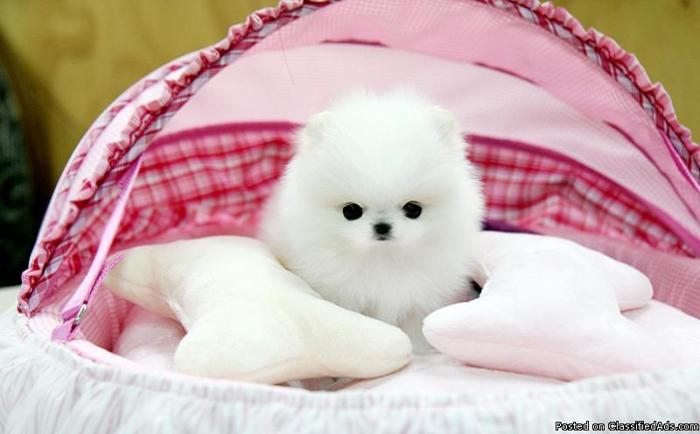 Lovely Pomeranian Puies for a good home for XMAS $200 ONLY - Price: 200