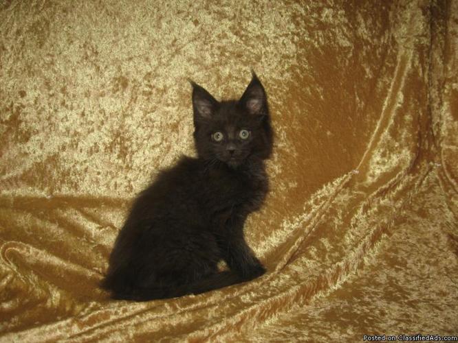 Maine coon Kittens - Price: $400