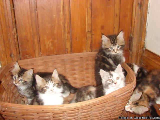 Maine Coon Kittens - Price: 500