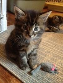 Maine Coon Kittens - Price: $600