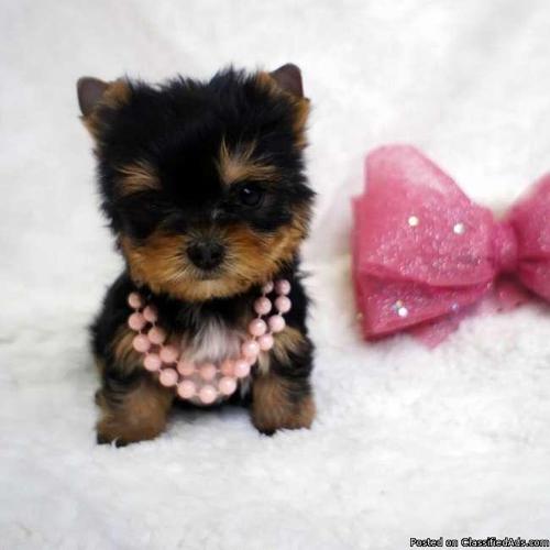 Male and Female Teacup Yorkie