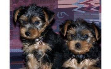 male & female Teacup Yorkie puppies