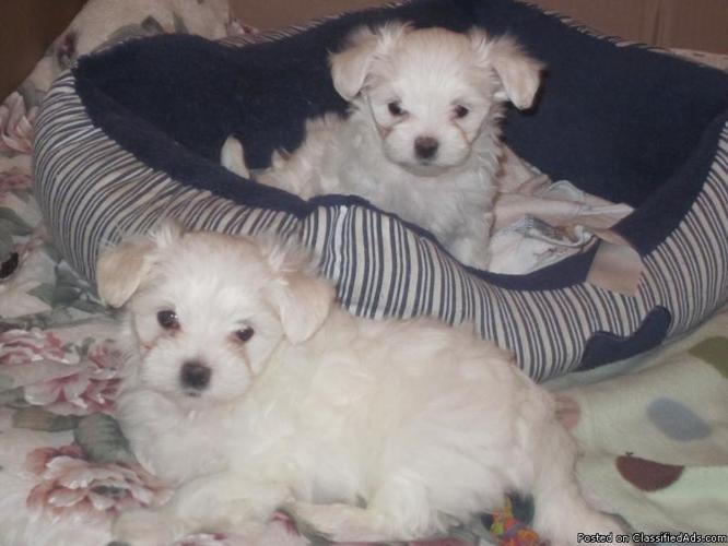 Maltese Puppies - Price: $800.00