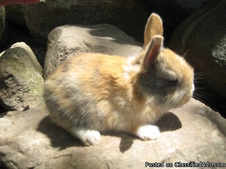 MIxed Bunnies for sale - Price: 10