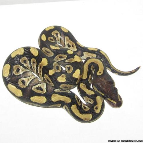 Mojave Ball Python Male #96, 2010 Hatchling - Price: 200.00