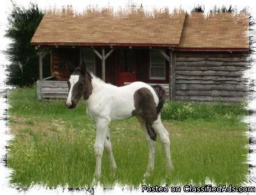 North American Spotted Draft 4 yr G - Price: $3800