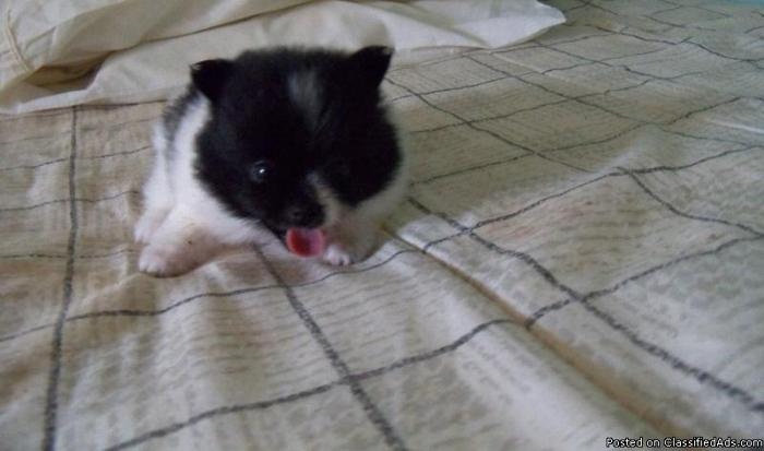 Pomeranian Puppies RARE BLACK MALE ONLY - Price: $450.00 TO $550.00