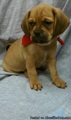 Puggle Puppies For Sale South Florida