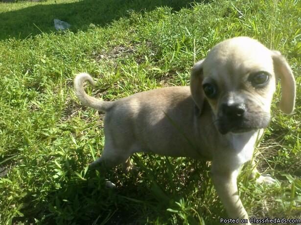 Puggle Puppies for sale South Florida