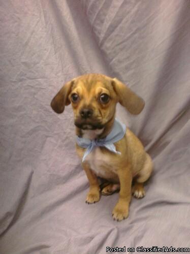 Puggle Puppy For Sale In South Florida