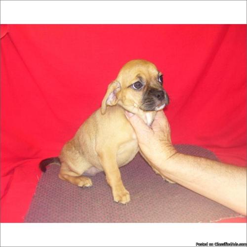 Puggle puppy for sale in South Florida