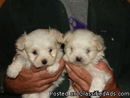 Puppies For Sale - Price: $200-up