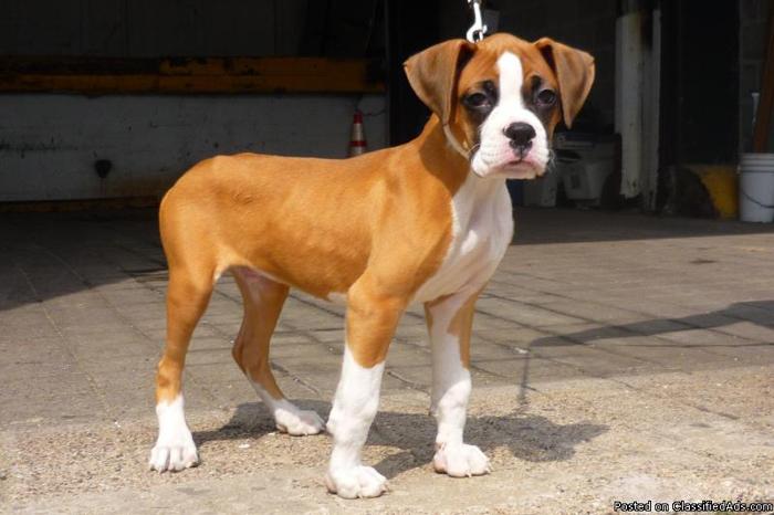 Pure Bred Boxer Puppy - Price: 1200