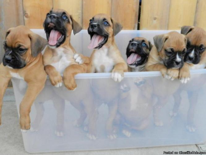 Pure Breed Boxer Puppies - Price: 350.00