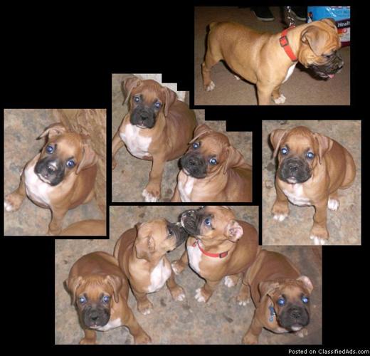 Pure Breed Boxer pups - Price: 250.00