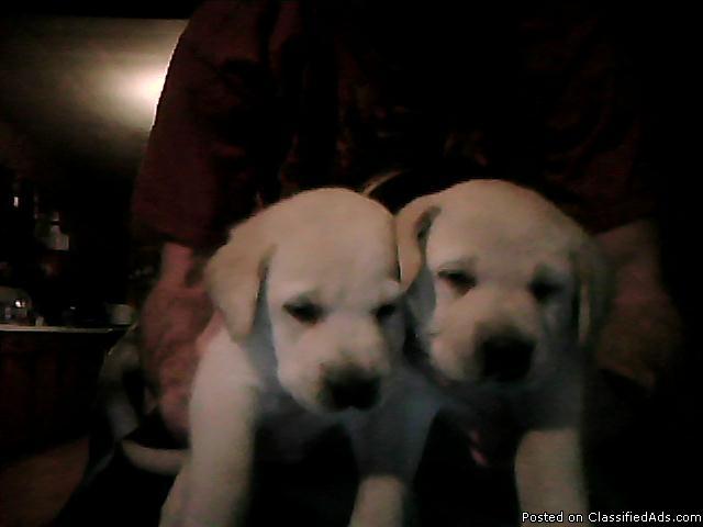 Pure Breed Lab pups - Price: 250.00