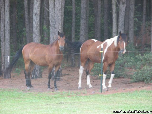 QH mare & gelding for sale - Price: 500
