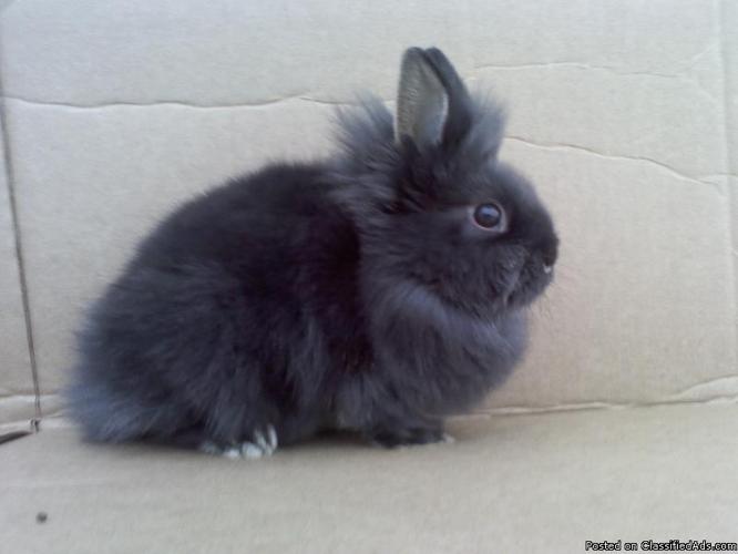 Rabbits and bunnies for sale - Price: 10.00