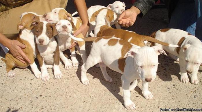 red nose pit bull - Price: 150.00