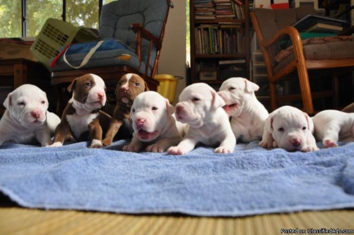 Red nose pit bull puppies, - Price: 200