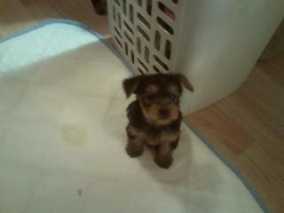 Reg. Yorkie pups for sale. 2 males, 2 females