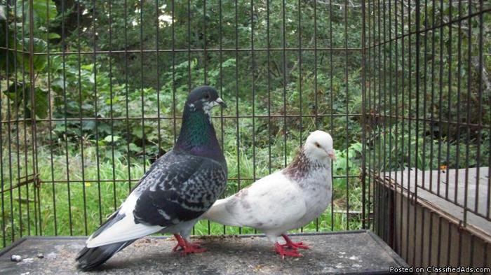 Roller pigeons - Price: $15
