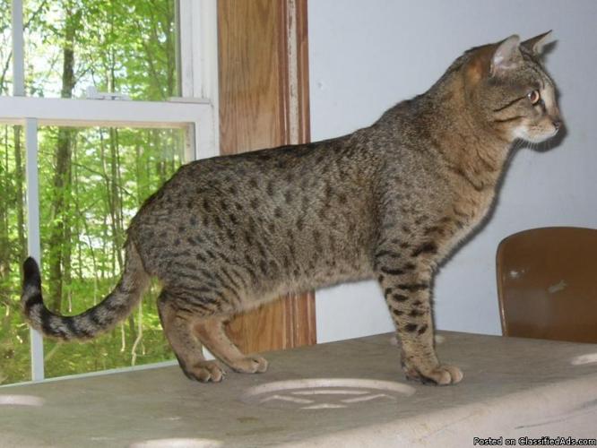Savannah Cats for Sale Male and Female not fixed.