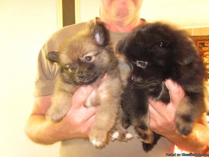 ShiZu/Pom Puppies for sale!!! - Price: $150.00